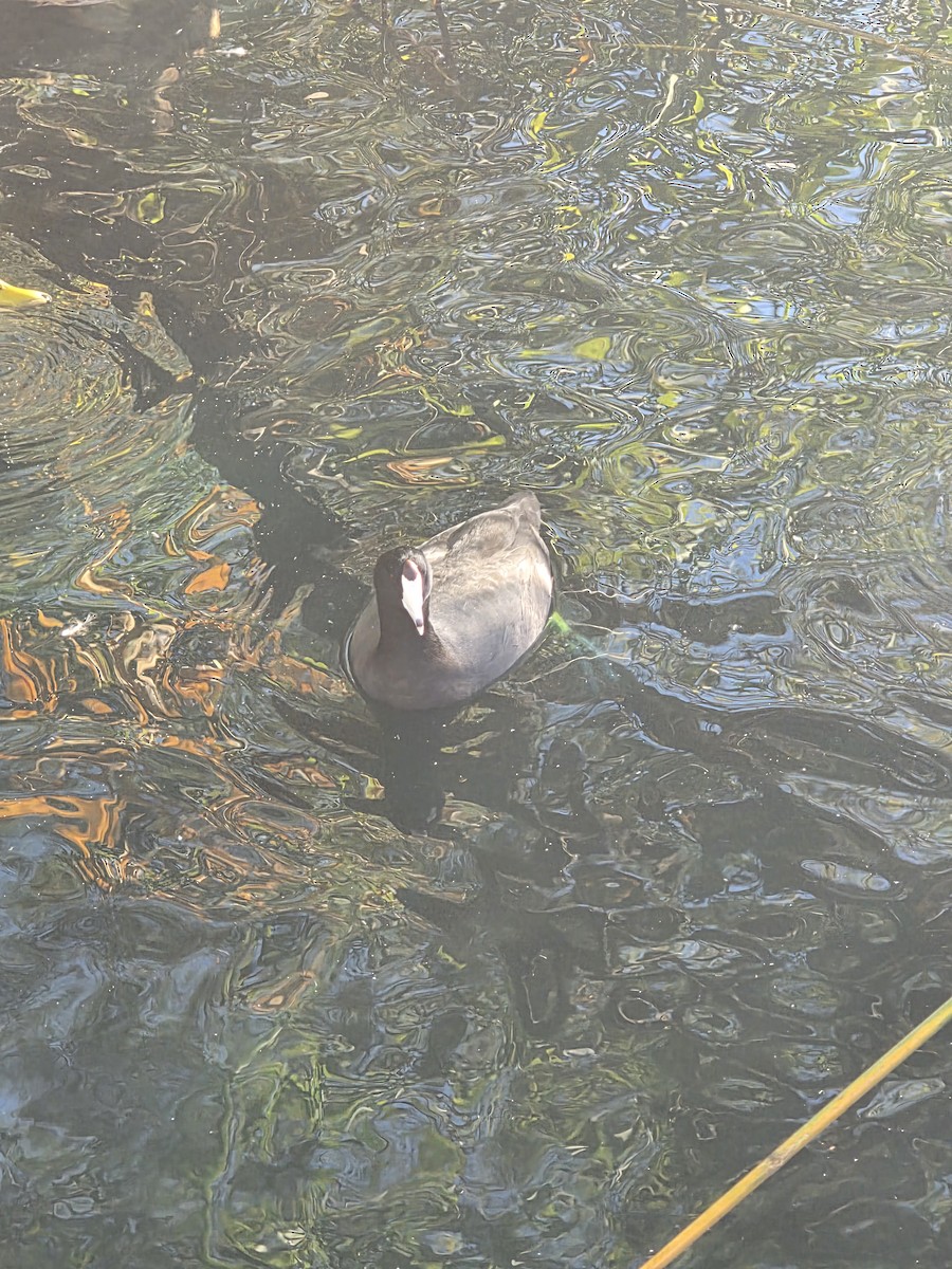 Foulque d'Amérique - ML646085478