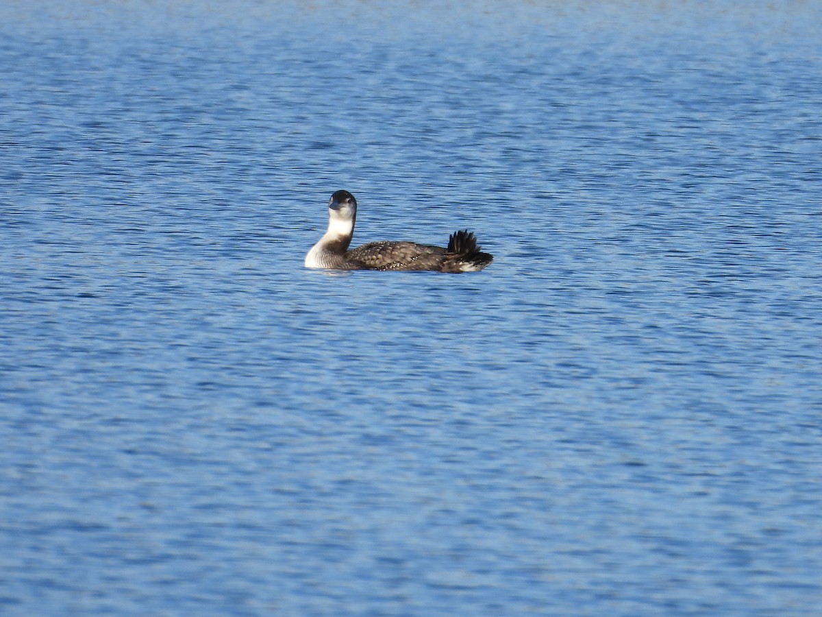 Common Loon - ML646085481