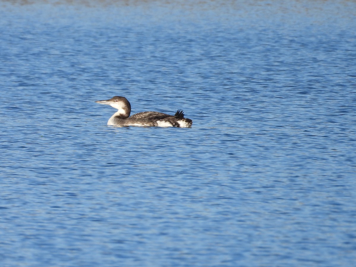 Common Loon - ML646085482