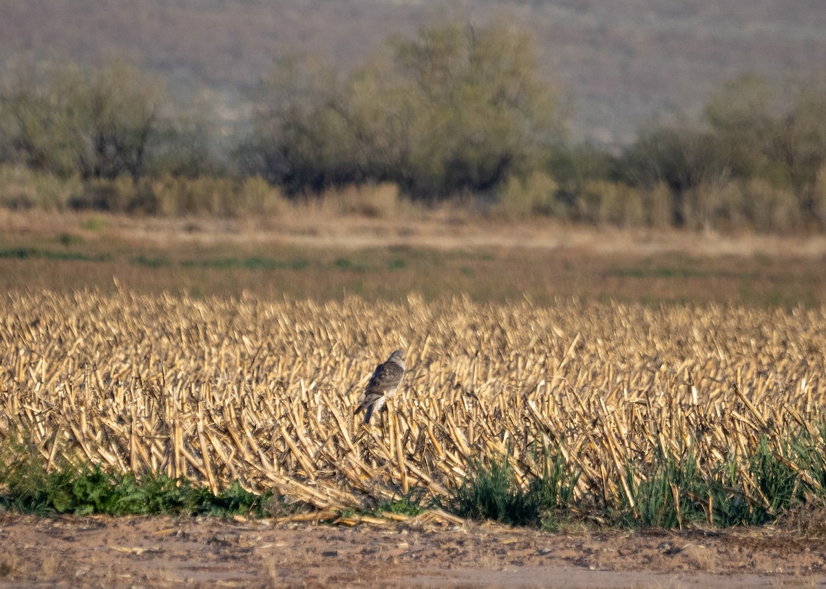 moták severoamerický - ML646085489
