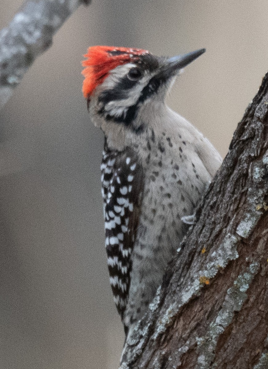 Texasspecht - ML646085490