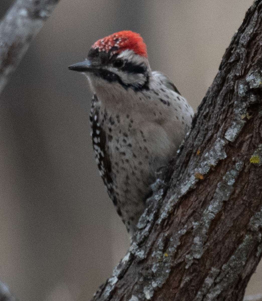 Texasspecht - ML646085491