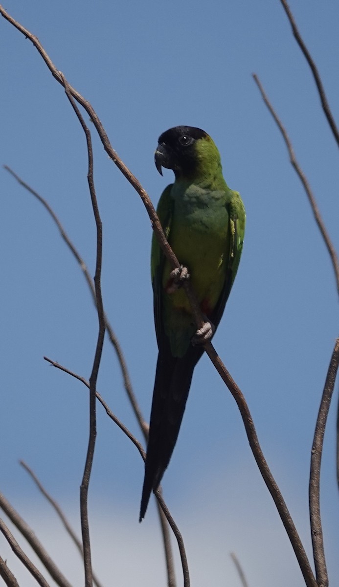 Nanday Parakeet - ML646085495