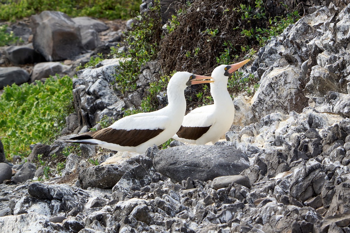 Nazca Booby - ML646085496