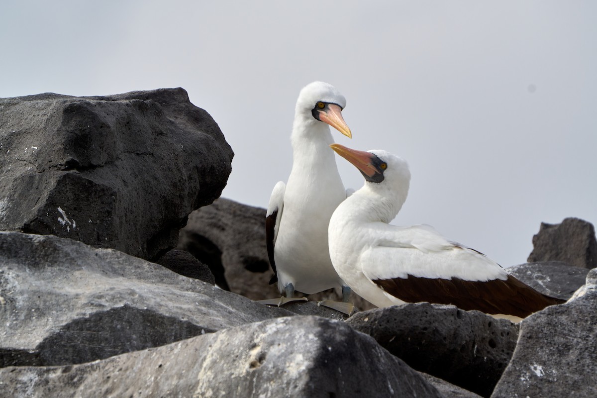 Nazca Booby - ML646085500