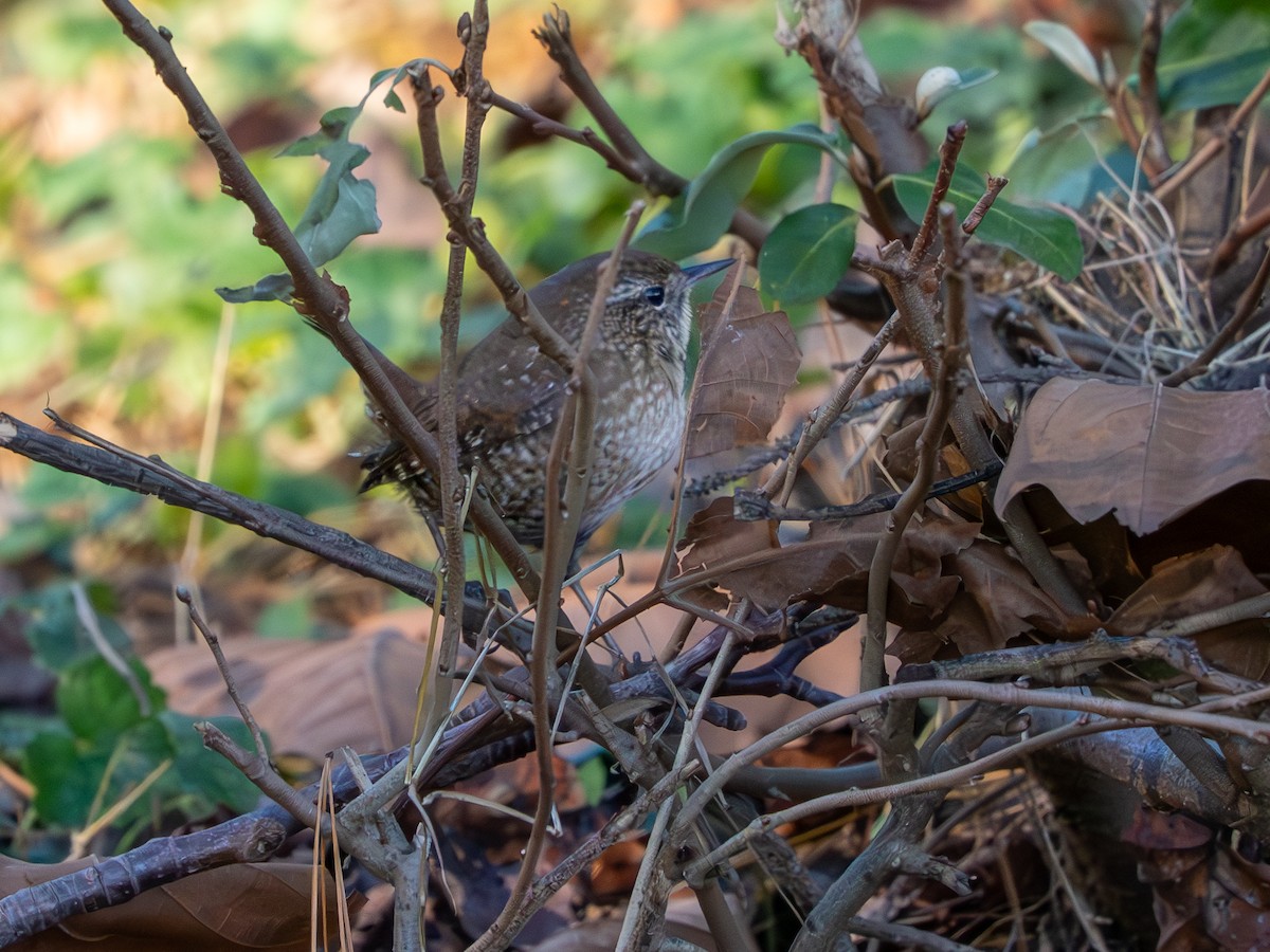Winter Wren - ML646085501