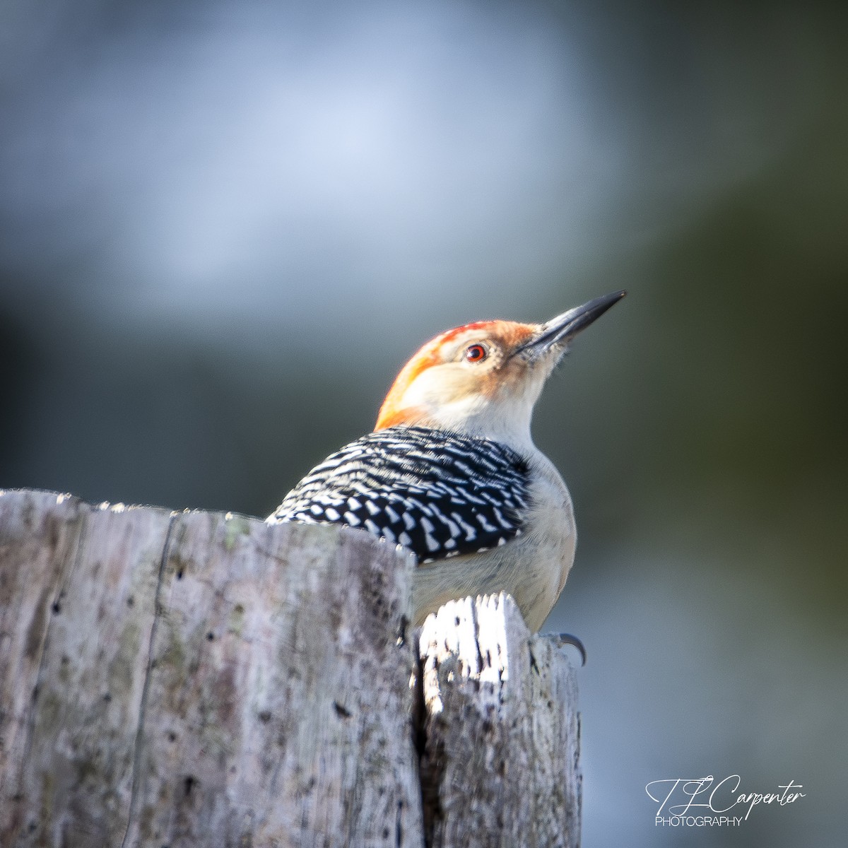 Red-bellied Woodpecker - ML646085503