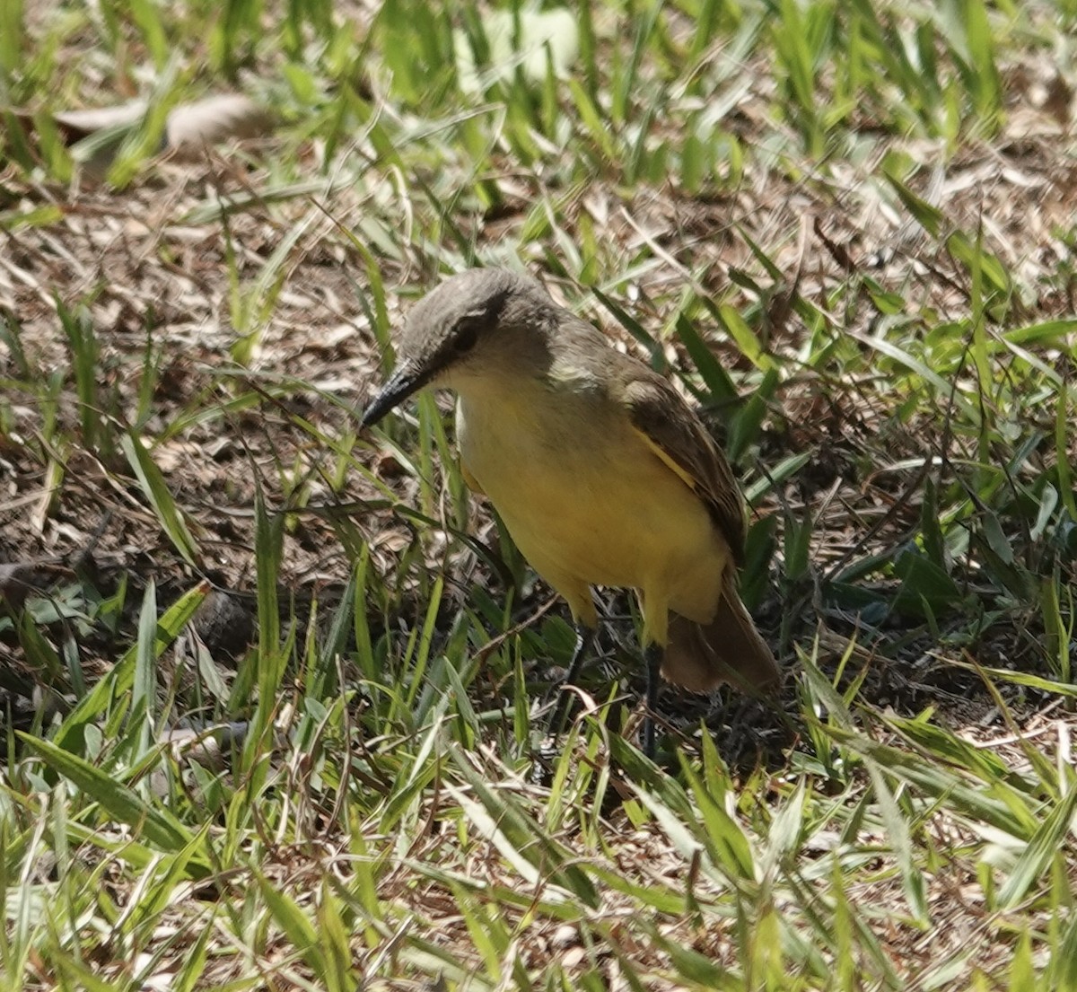 Cattle Tyrant - ML646085505