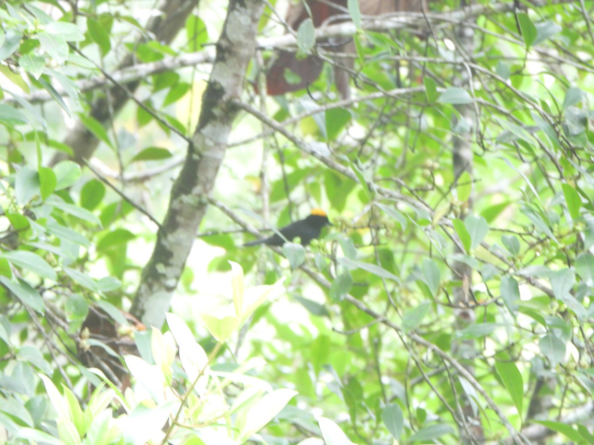 Tawny-crested Tanager - ML646085507