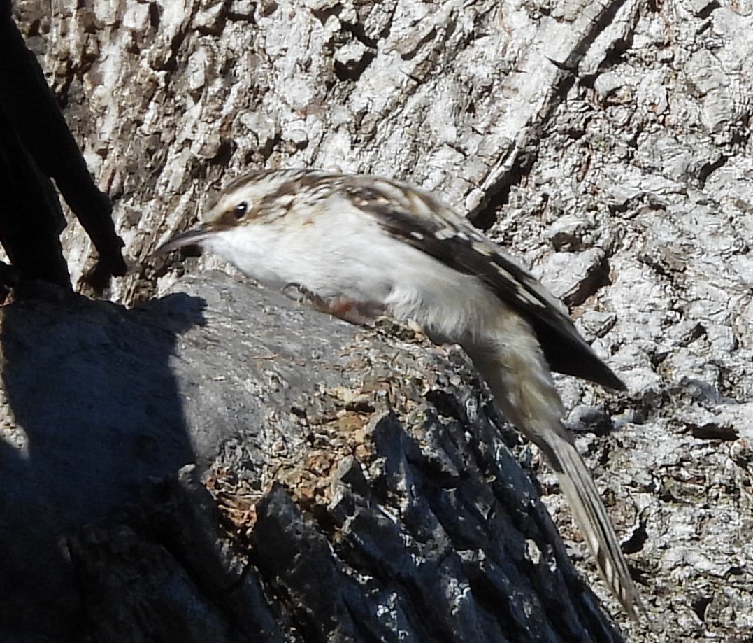 Brown Creeper - ML646085511