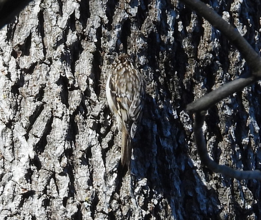 Brown Creeper - ML646085513