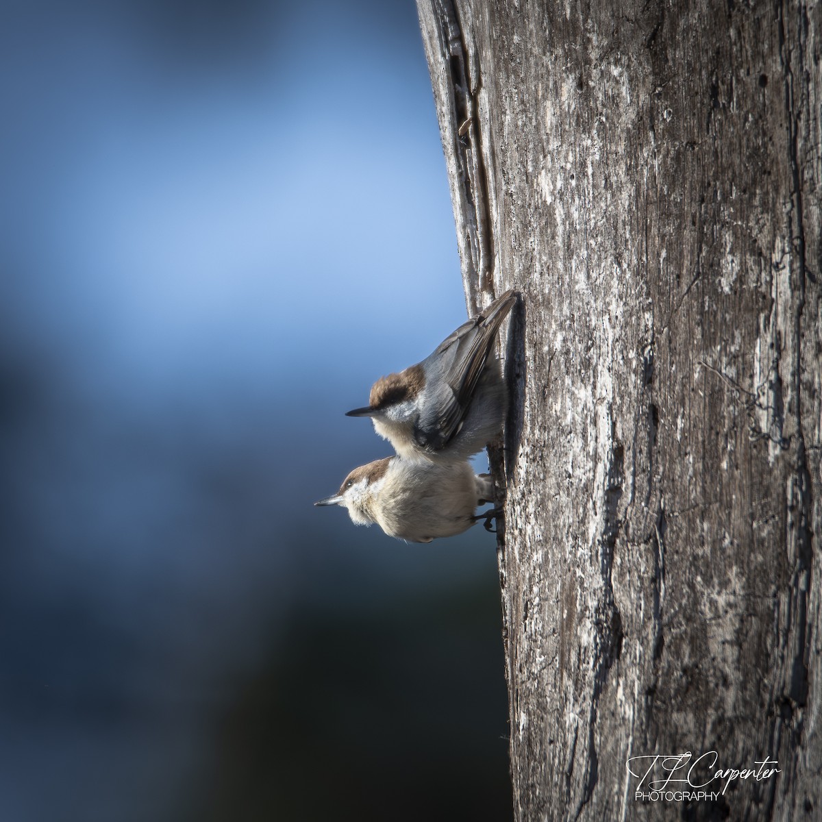 brhlík hnědohlavý - ML646085514