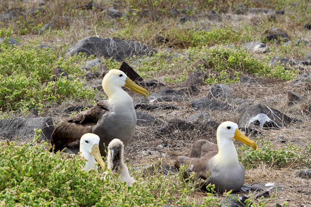 Albatros galapagoarra - ML646085517
