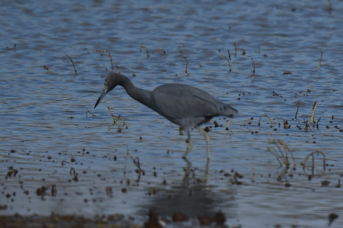 Little Blue Heron - ML646085522