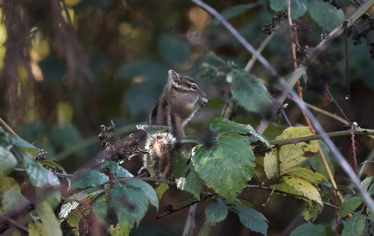 アメリカシマリス属 - ML646085534