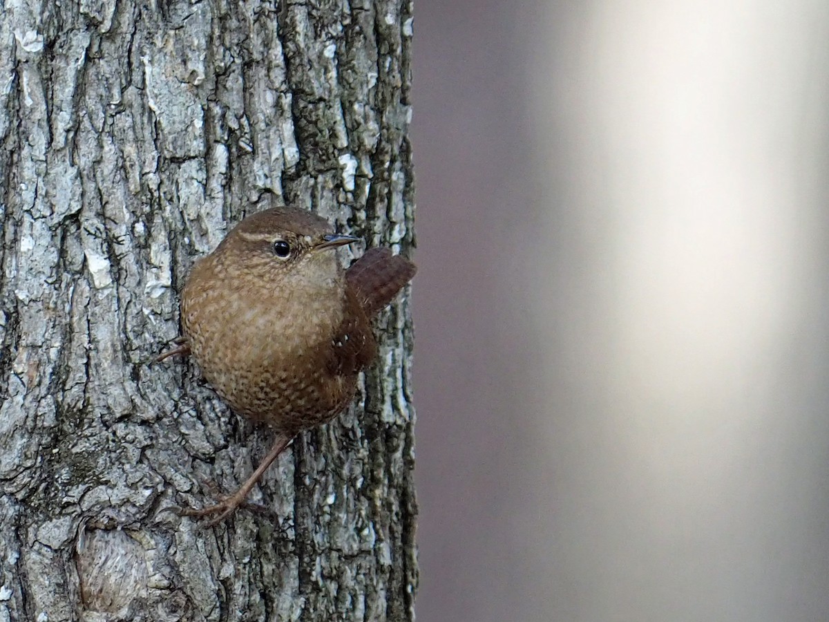Winter Wren - ML646085539