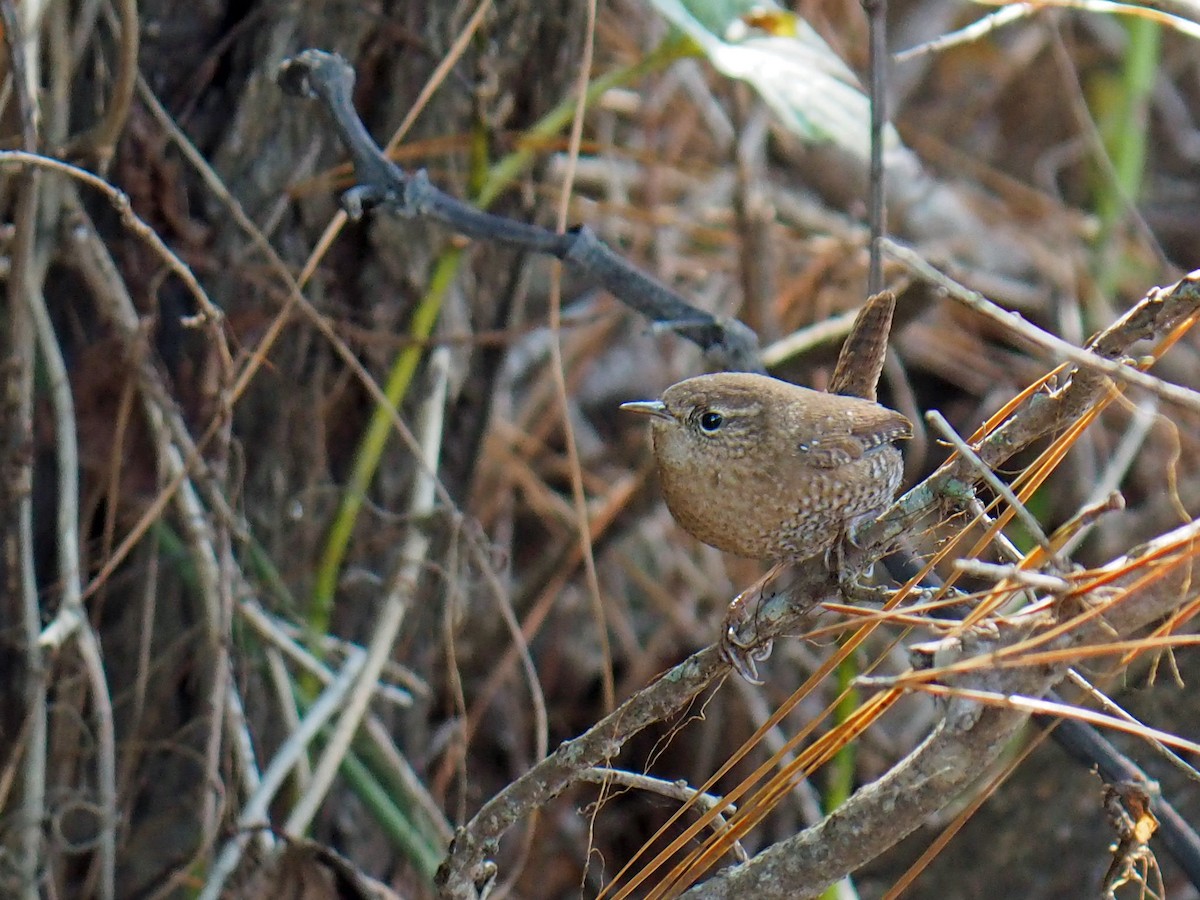 Winter Wren - ML646085540
