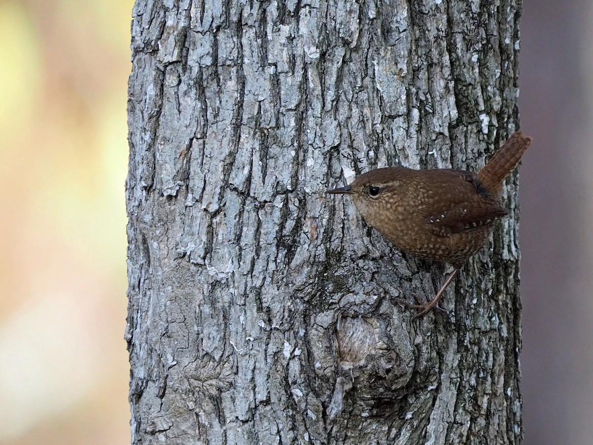 Winter Wren - ML646085541