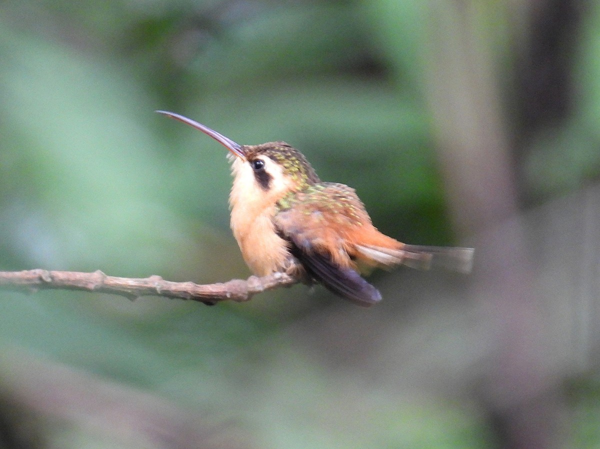 Reddish Hermit - ML646085542