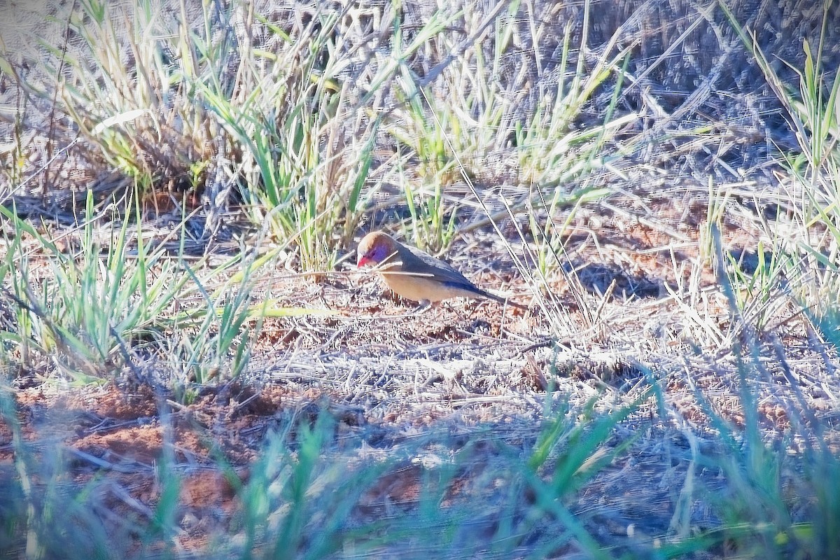 Violet-eared Waxbill - ML646085548