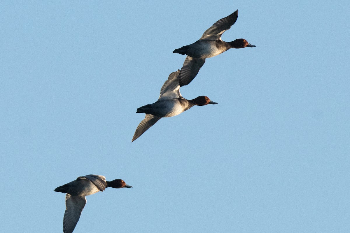 Redhead - ML646085549