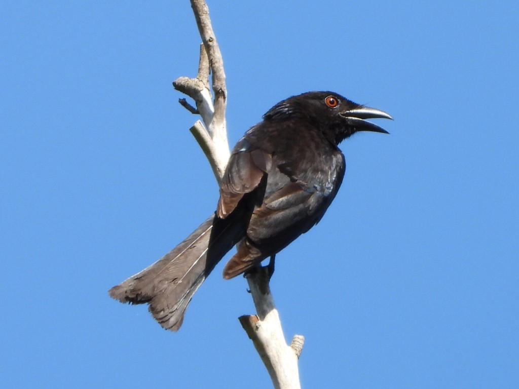 Spangled Drongo - ML646085550