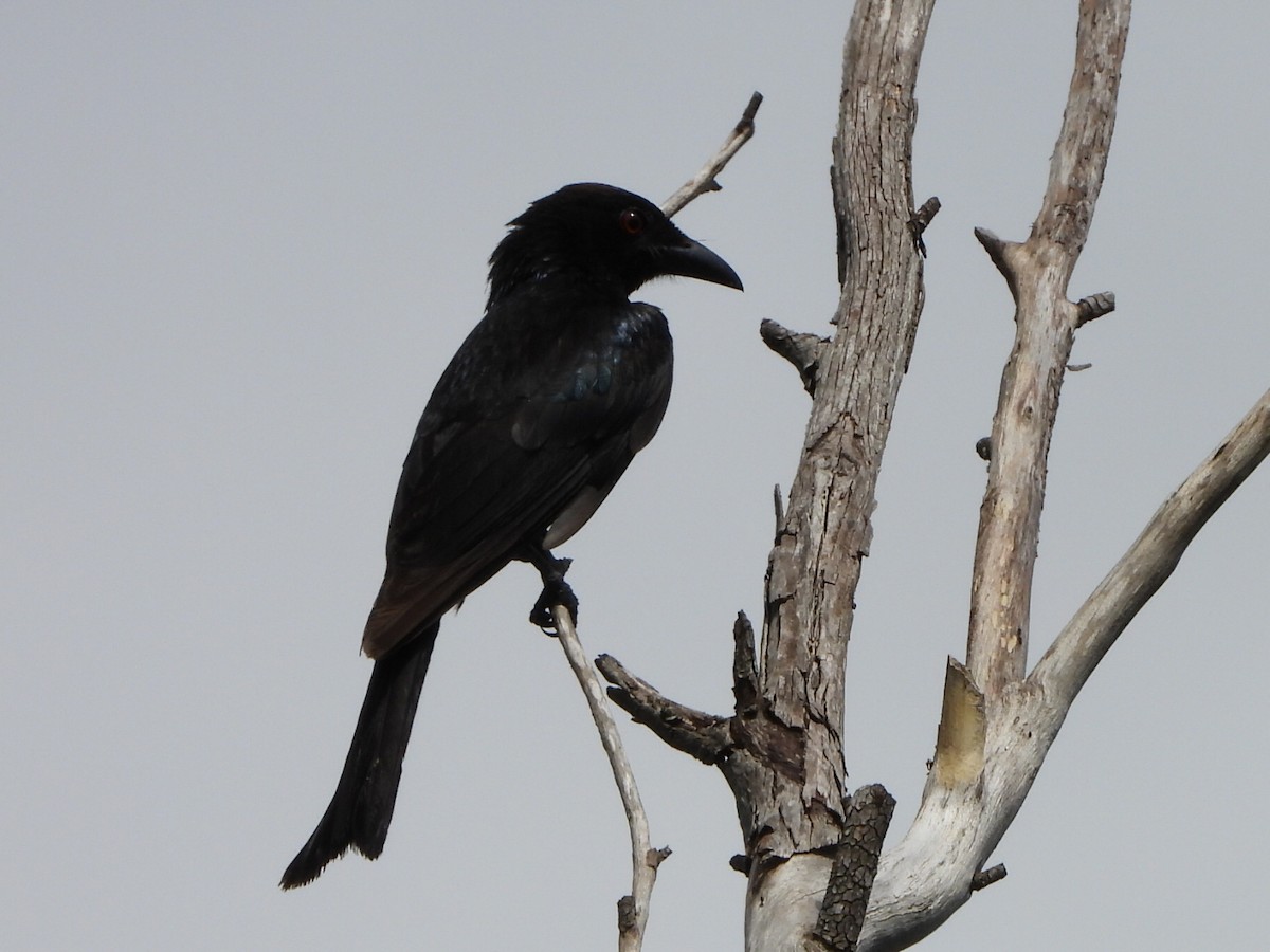 Spangled Drongo - ML646085551