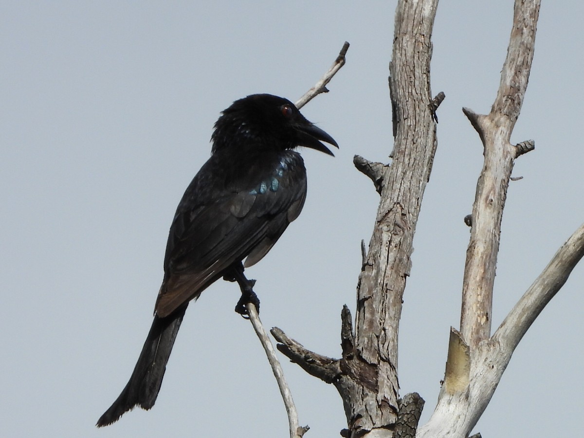 Spangled Drongo - ML646085552