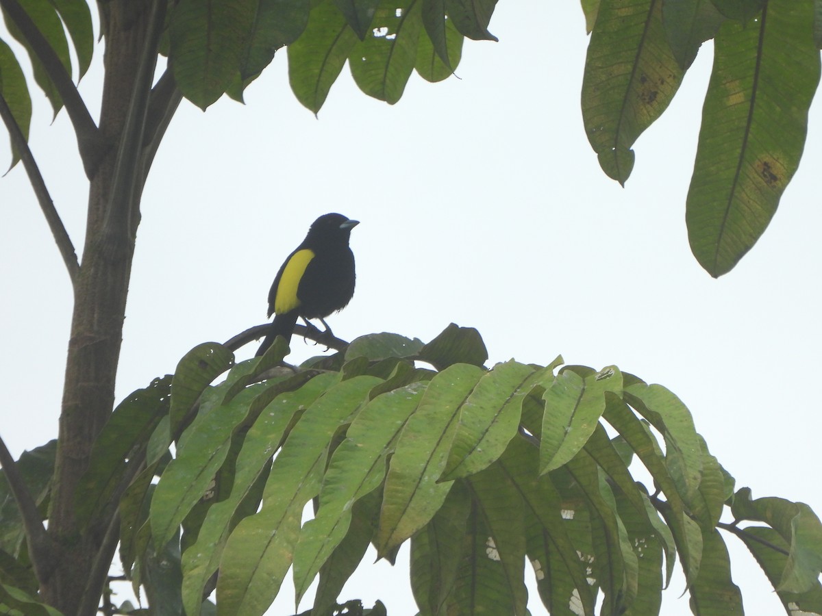 Flame-rumped Tanager (Lemon-rumped) - ML646085553