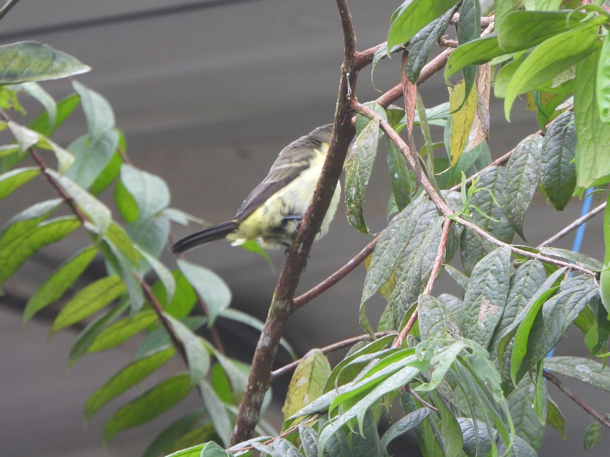 Flame-rumped Tanager (Lemon-rumped) - ML646085554