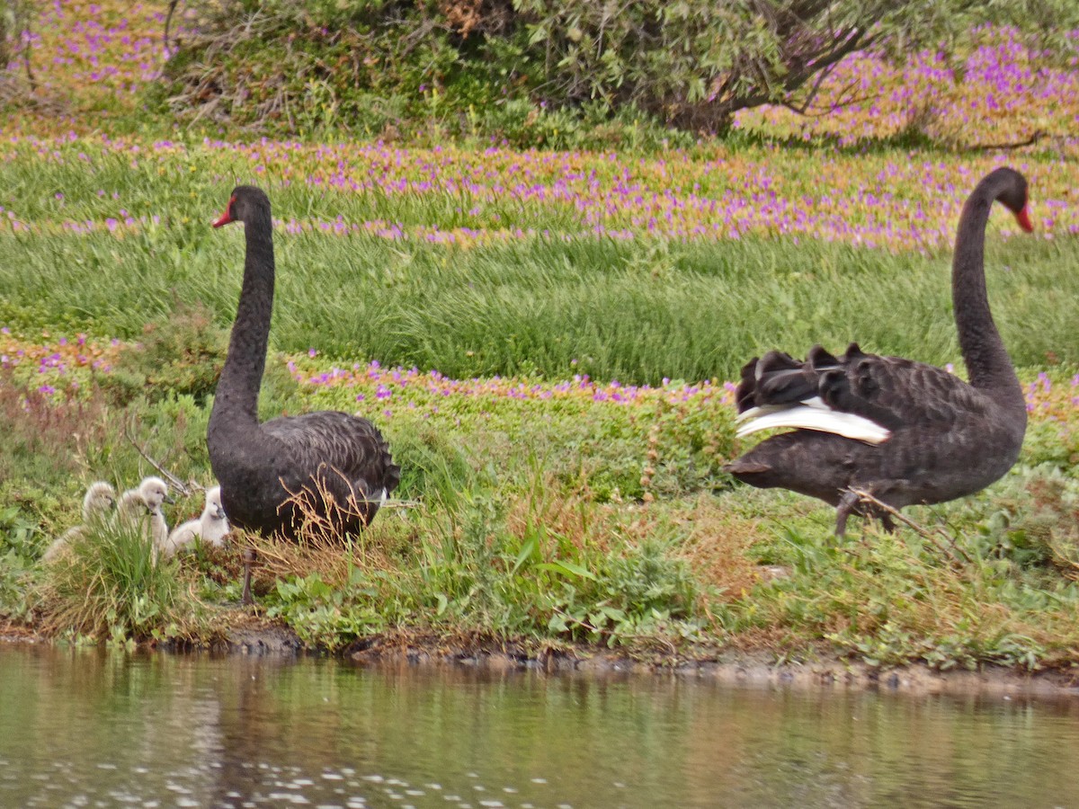 Black Swan - ML646085560