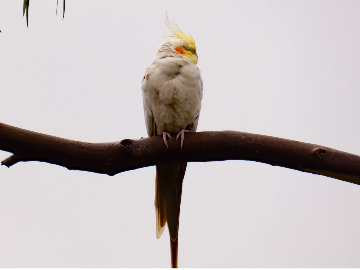 Cockatiel (Domestic type) - ML646085567
