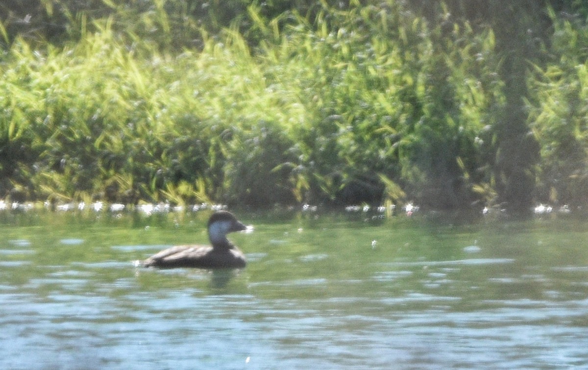 turpan žlutozobý - ML646085568