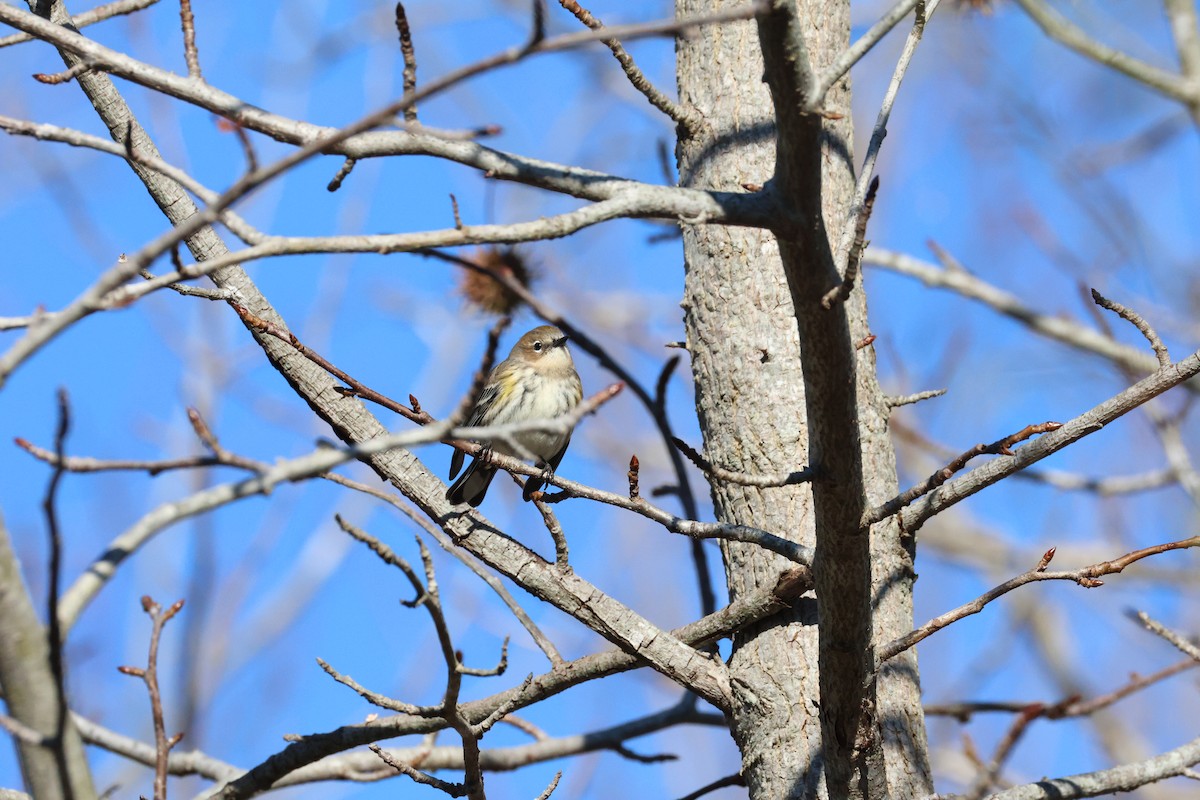 Yellow-rumped Warbler - ML646085570