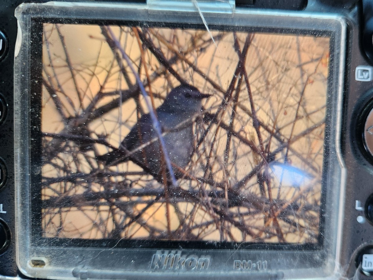 Gray Catbird - ML646085573