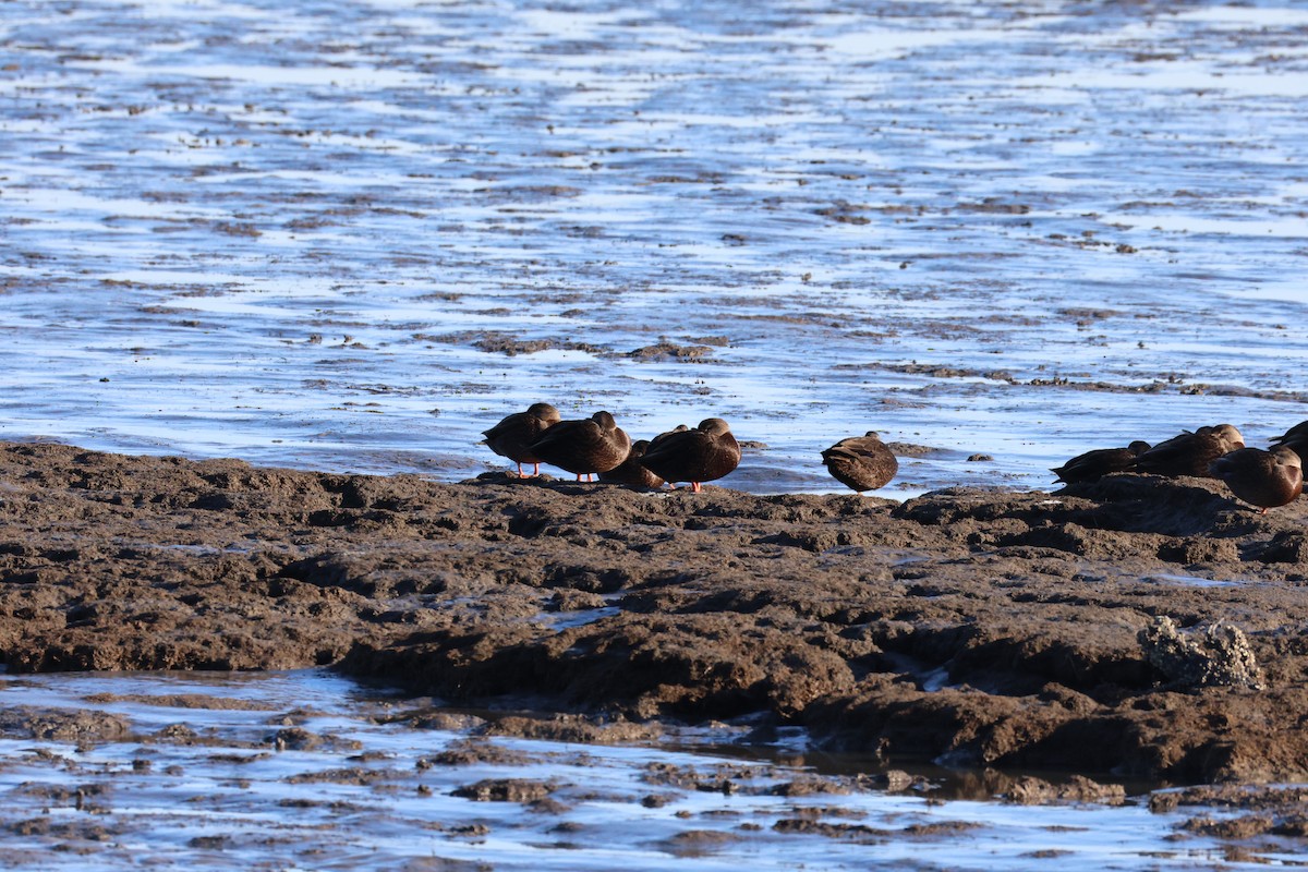 American Black Duck - ML646085574