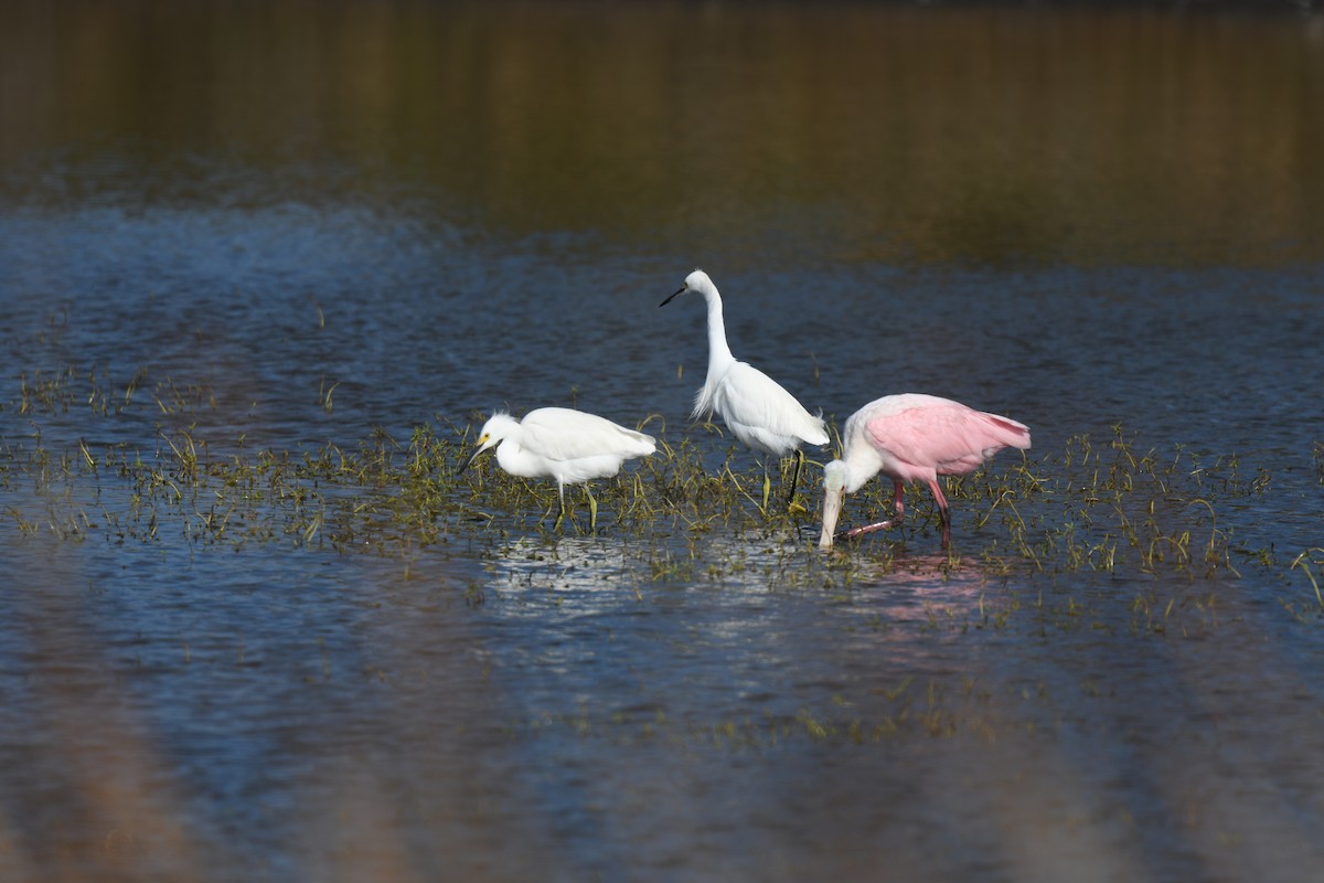 Snowy Egret - ML646085575