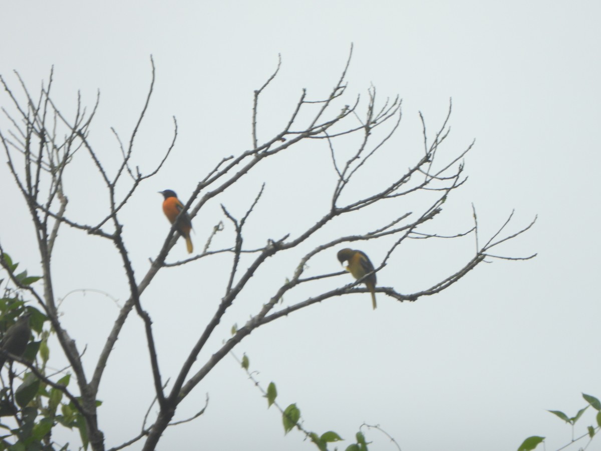 Baltimore Oriole - ML646085578