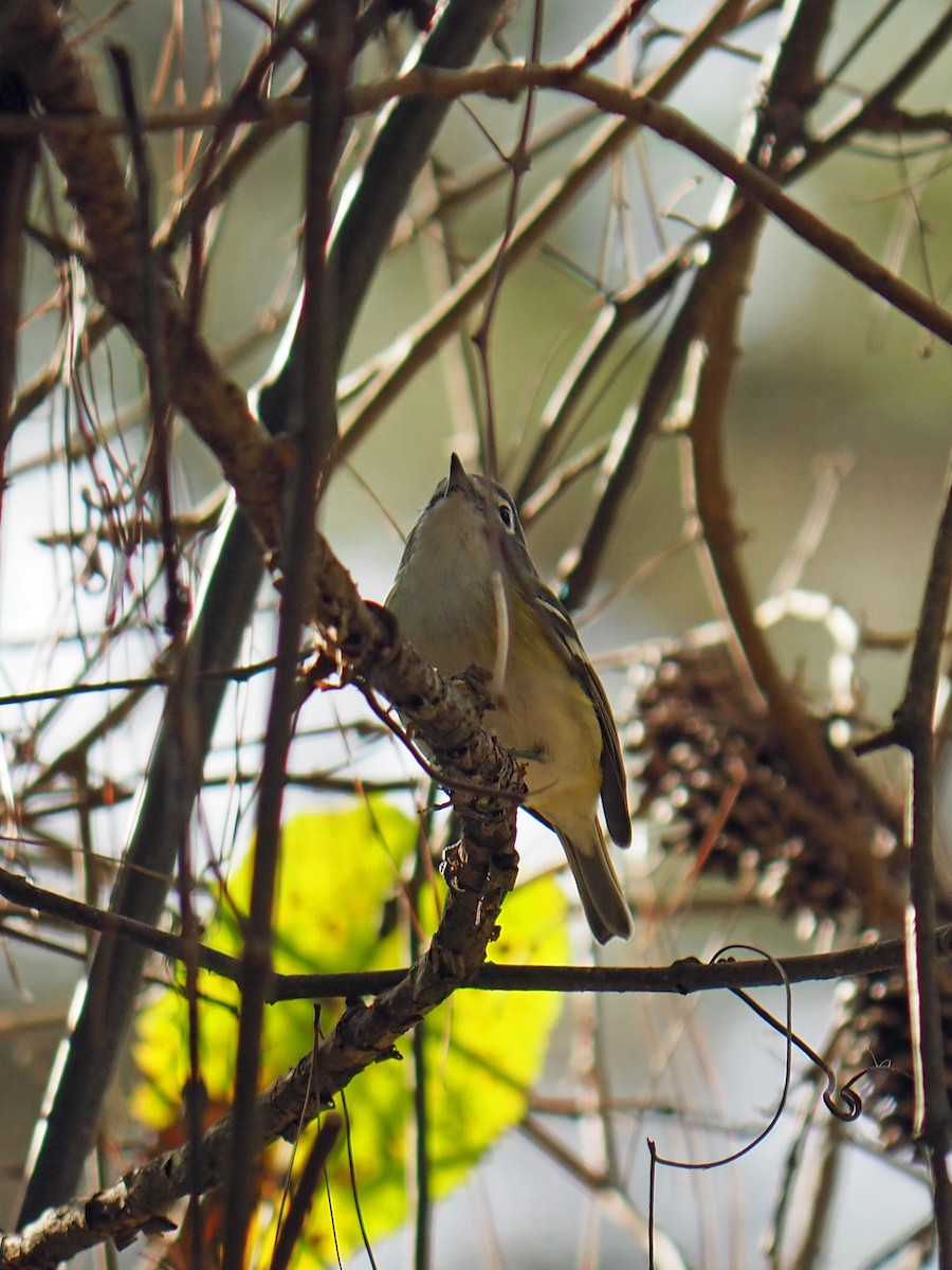 フタスジモズモドキ - ML646085582