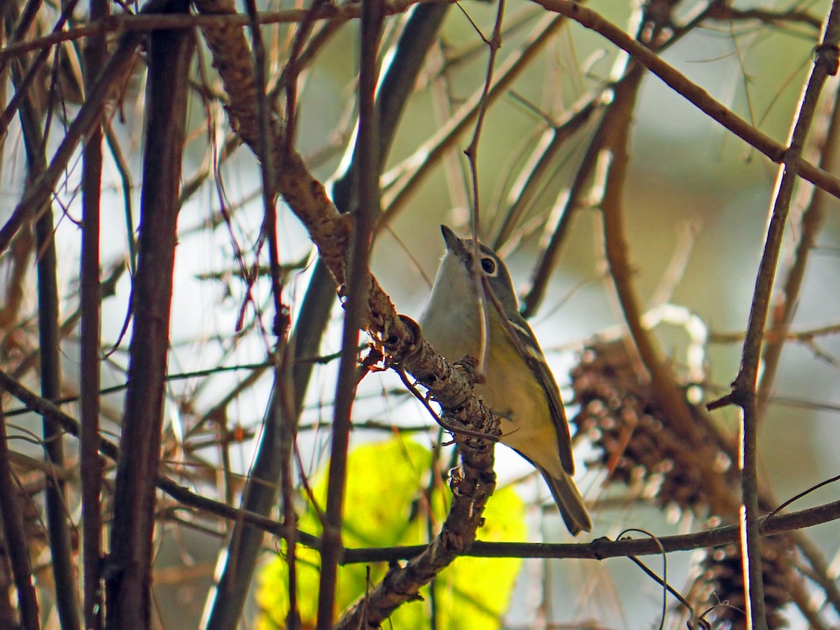 フタスジモズモドキ - ML646085584