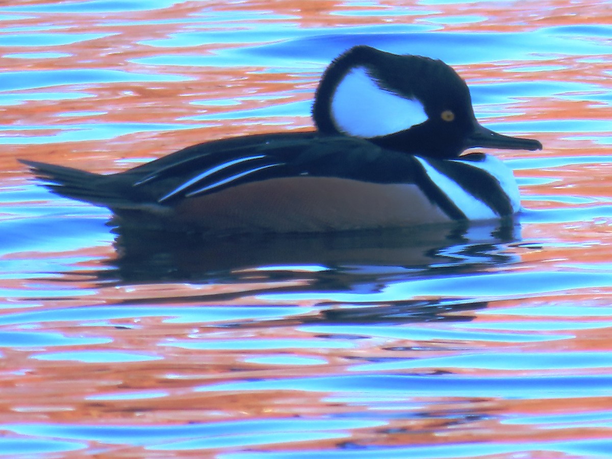 Hooded Merganser - ML646085587