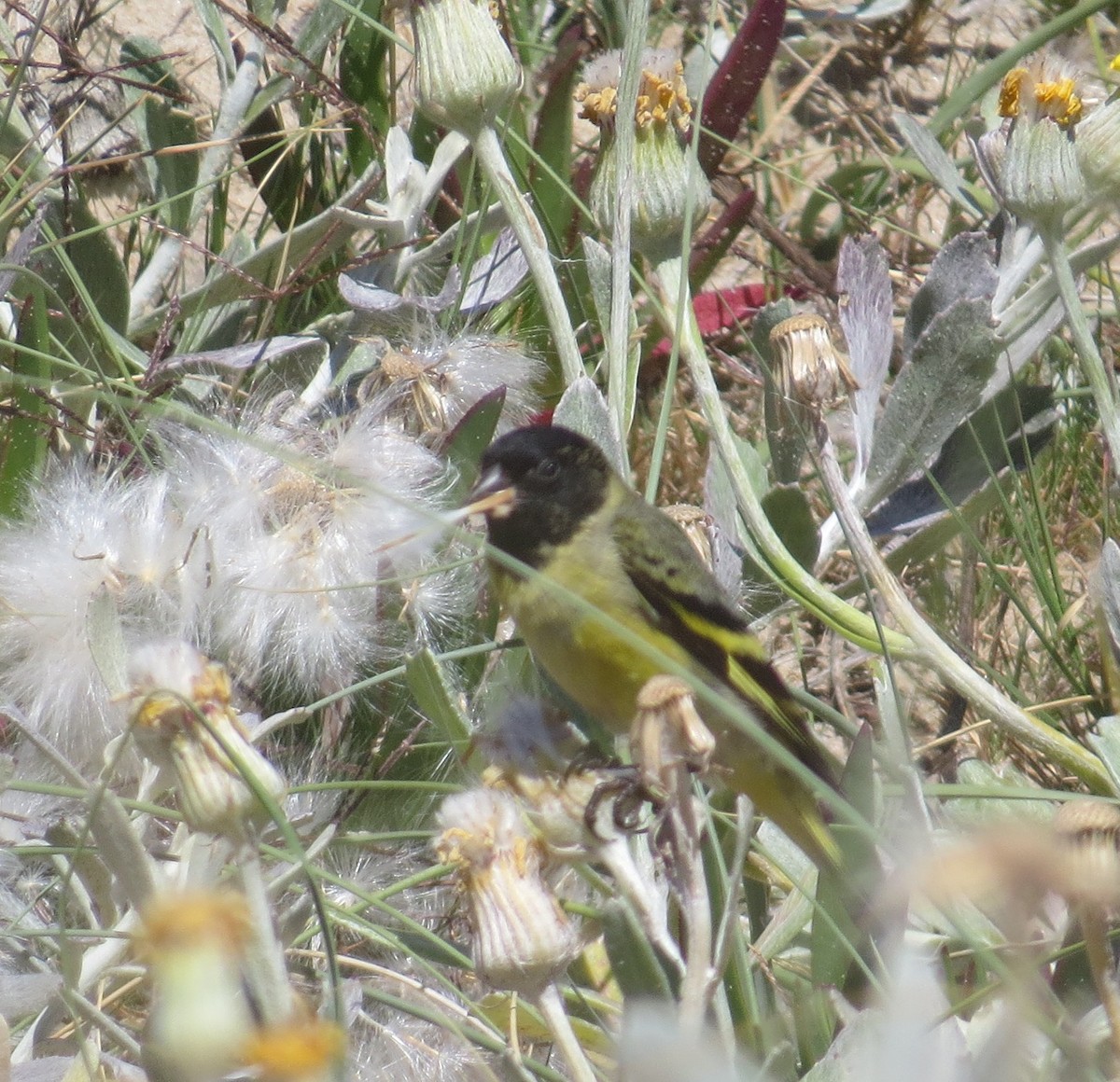 Hooded Siskin - ML646085591