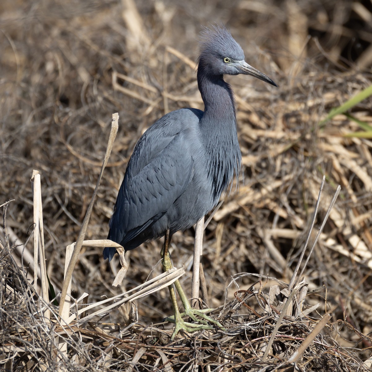 Little Blue Heron - ML646085595