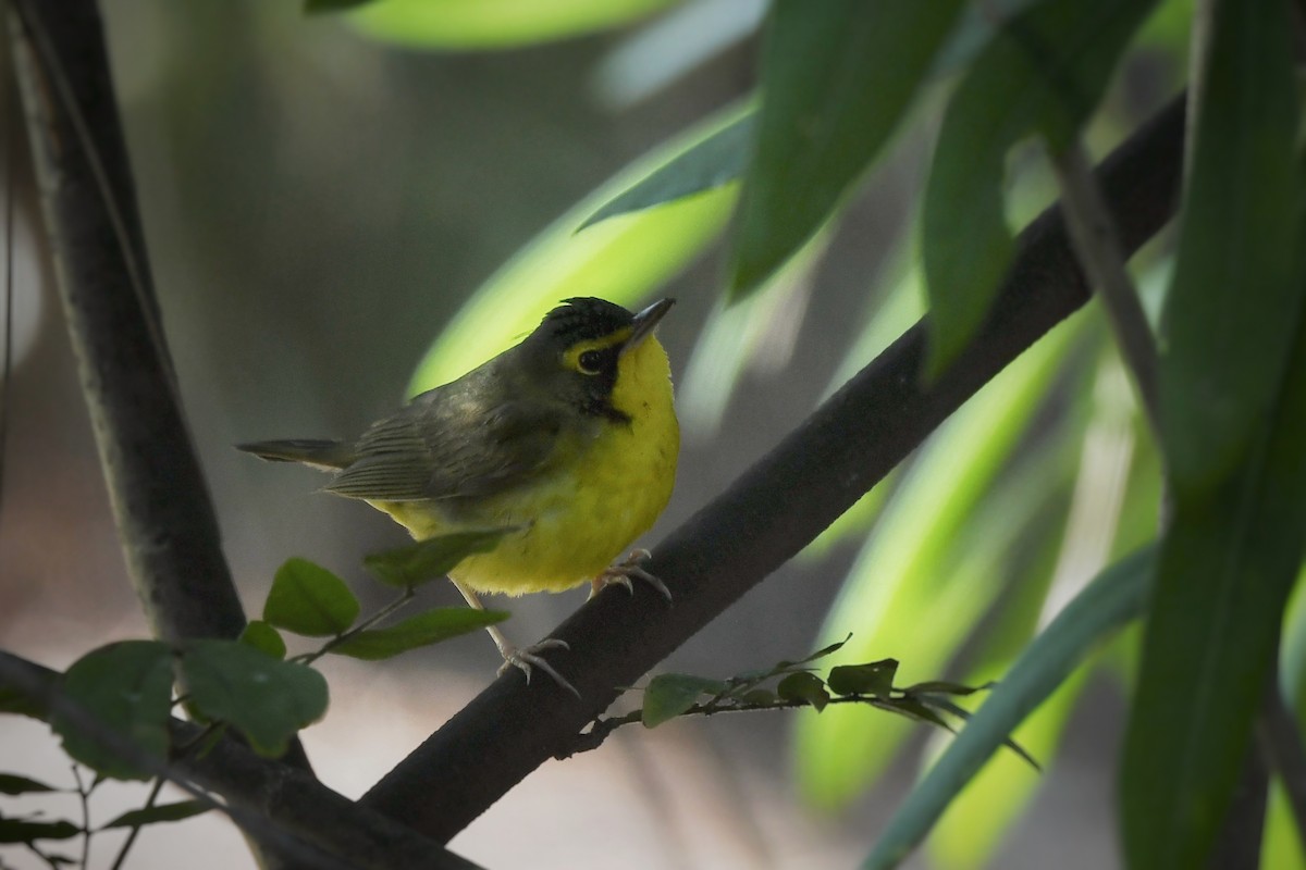 Kentaki Ötleğeni - ML646085599