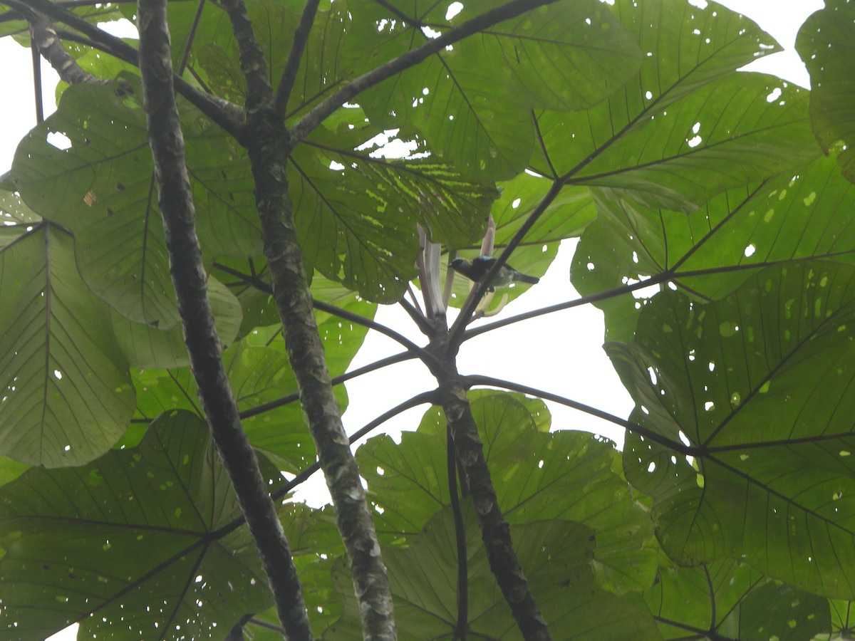 Золотистоголовая танагра - ML646085603