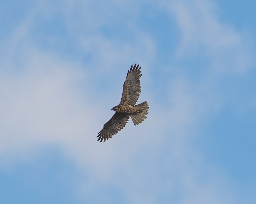 Black-chested Buzzard-Eagle - ML646085604