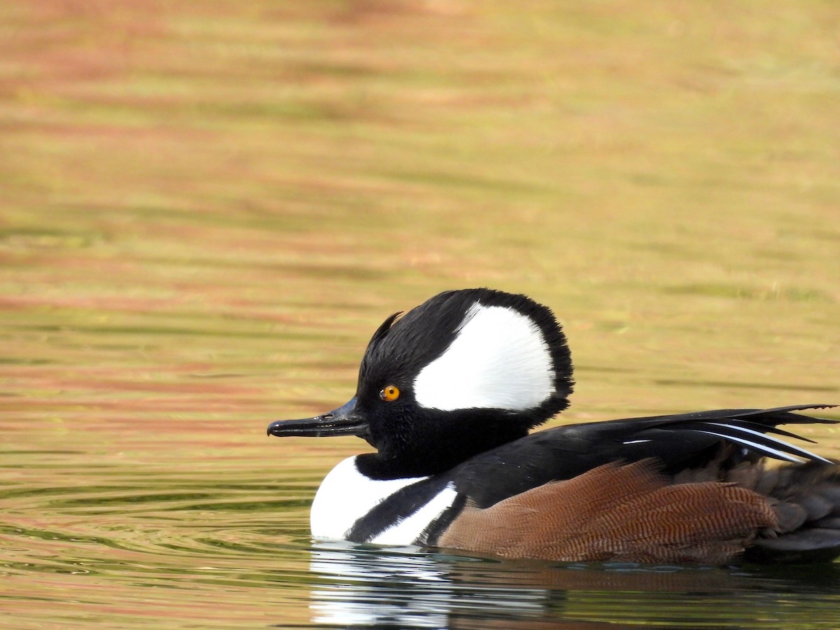 Hooded Merganser - ML646085605