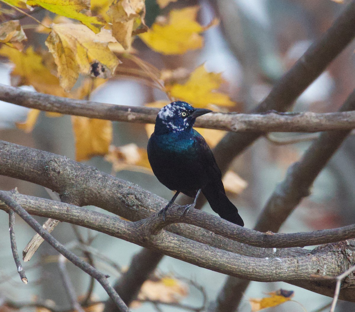 Common Grackle - ML646085606