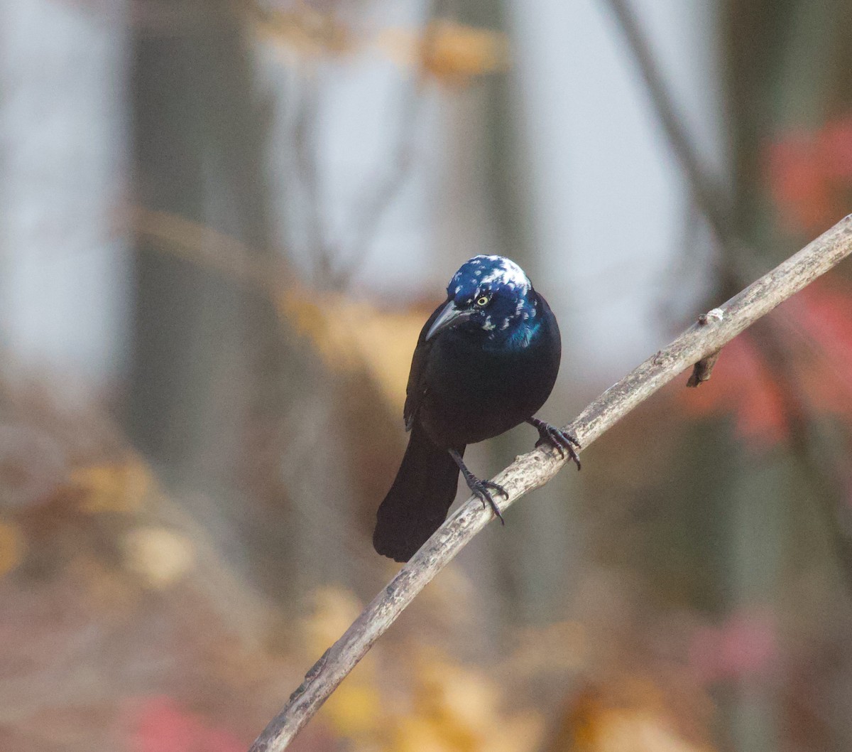 Common Grackle - ML646085607