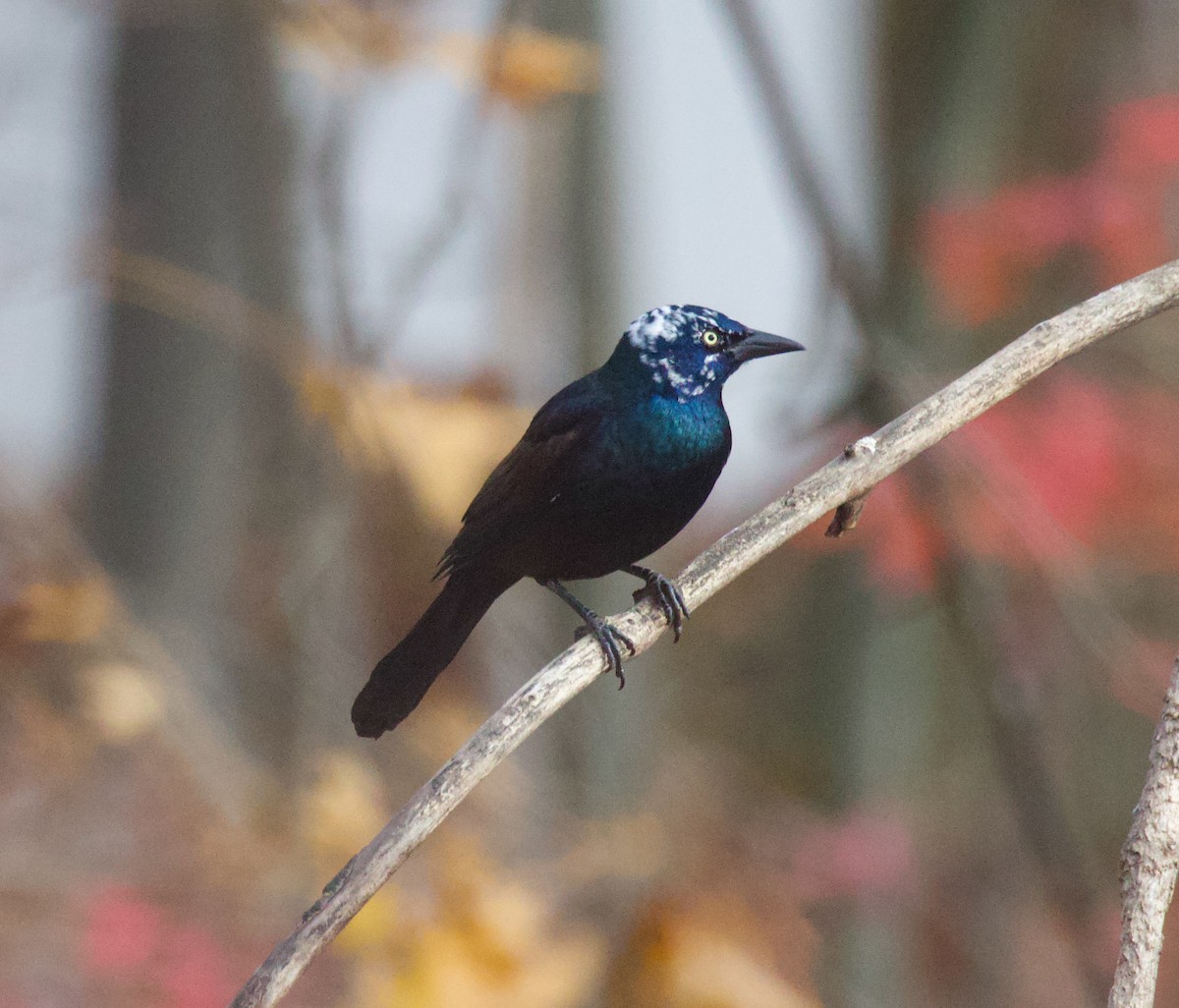 Common Grackle - ML646085608